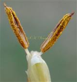  Stamens